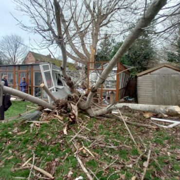 Cat sanctuary raises 12000 to restore a demolished pen after Storm Darragh