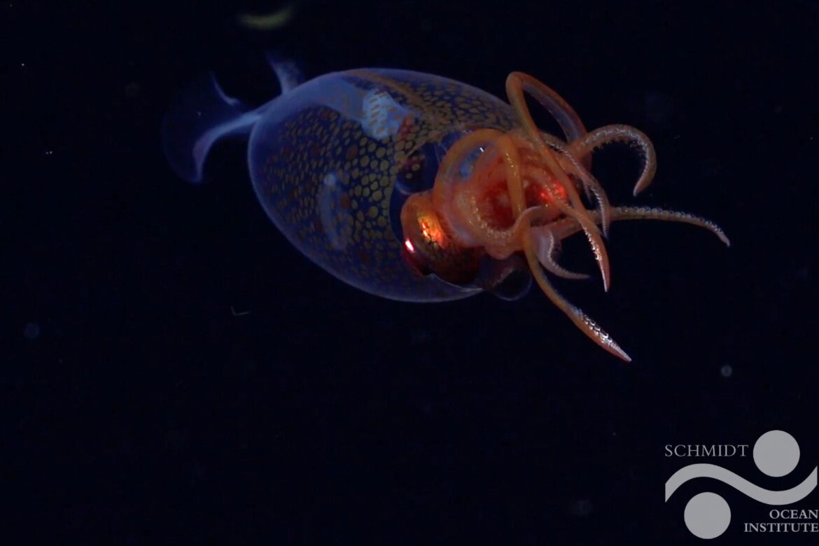Colossal squid filmed alive for first time since its discovery a century ago