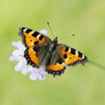 Half of the UKs butterflies in decline