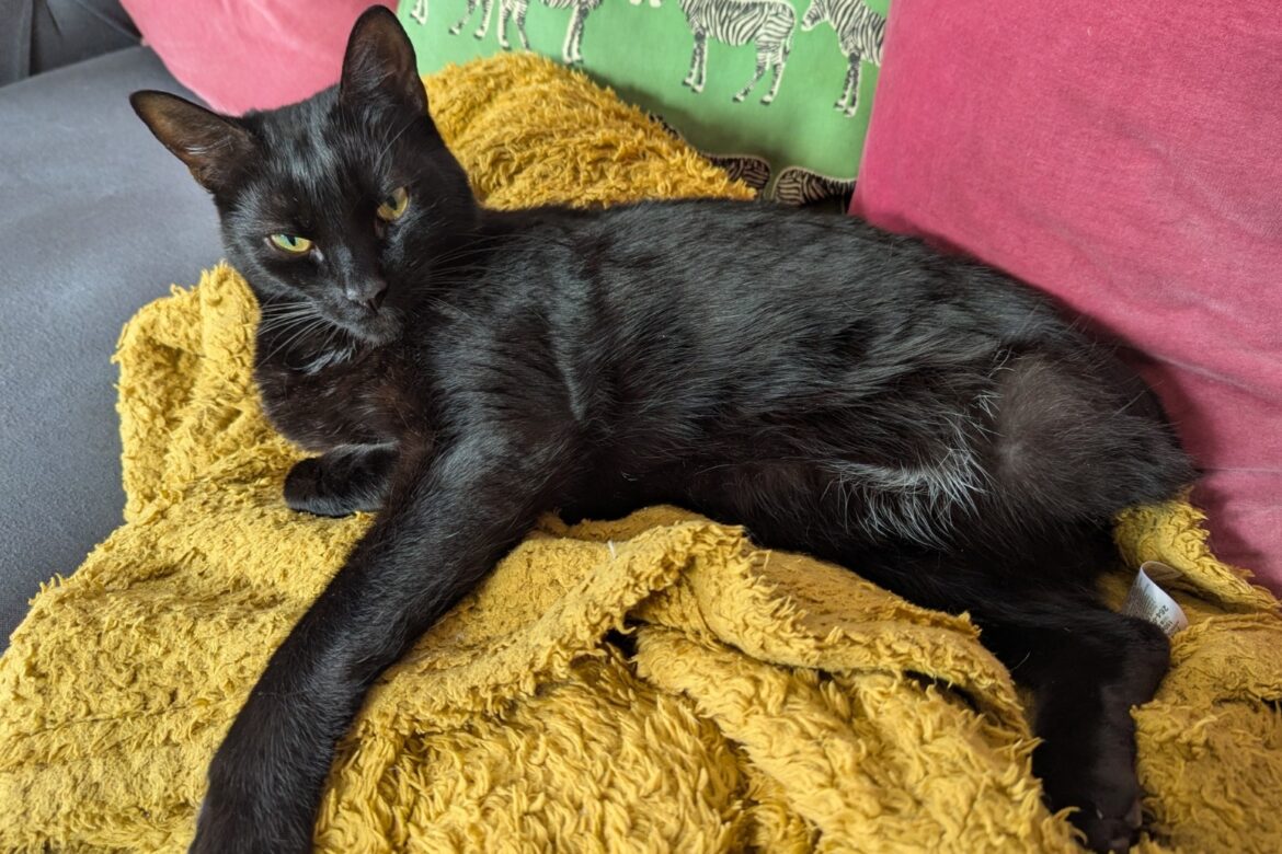 Cat who made it home after being hit by train recovers from major surgery