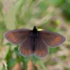 Lake District walkers urged to look out for Englands only mountain butterfly