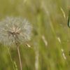 Public warned against buying hay fever jabs online